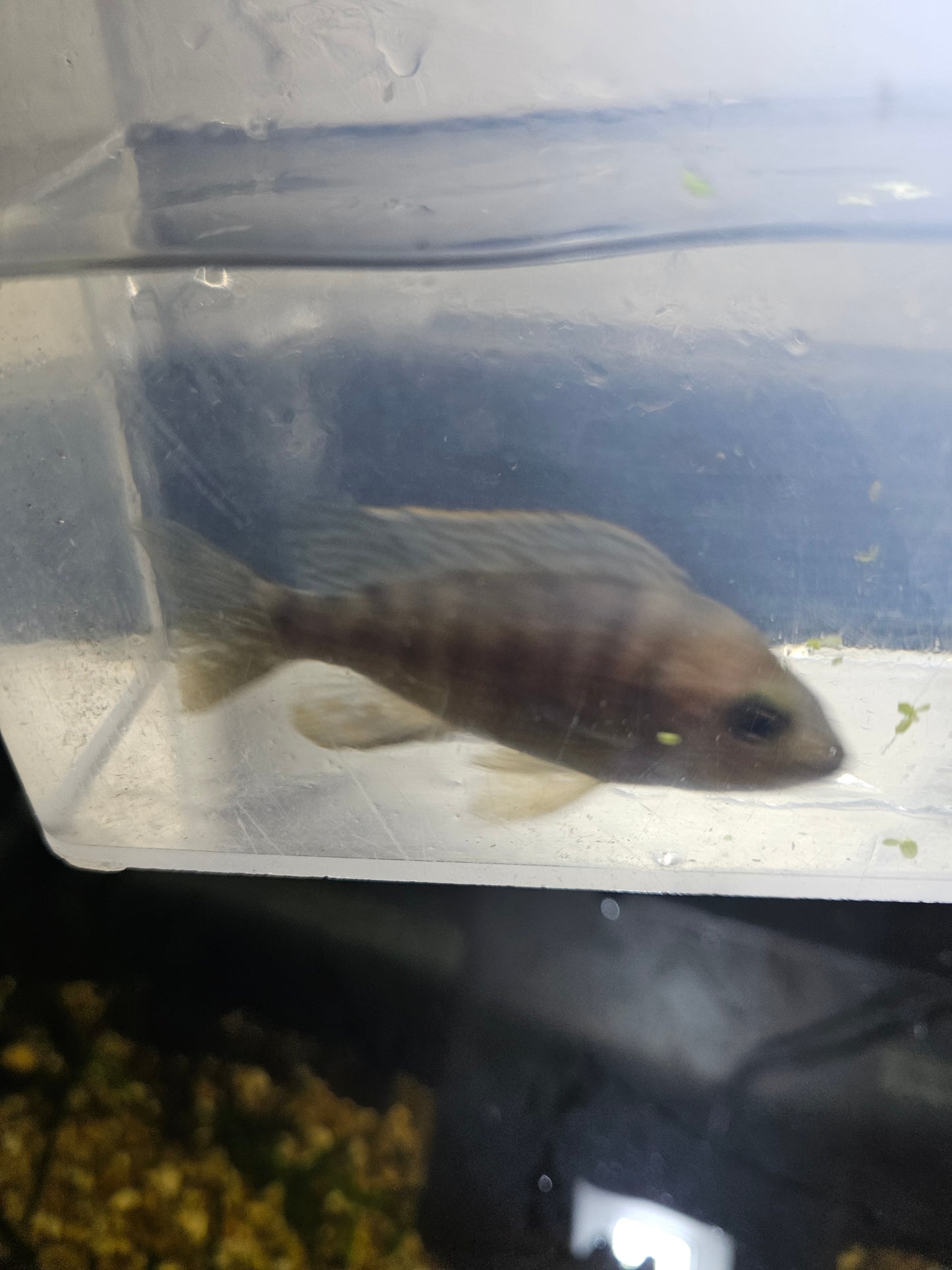 Assorted African Cichlids