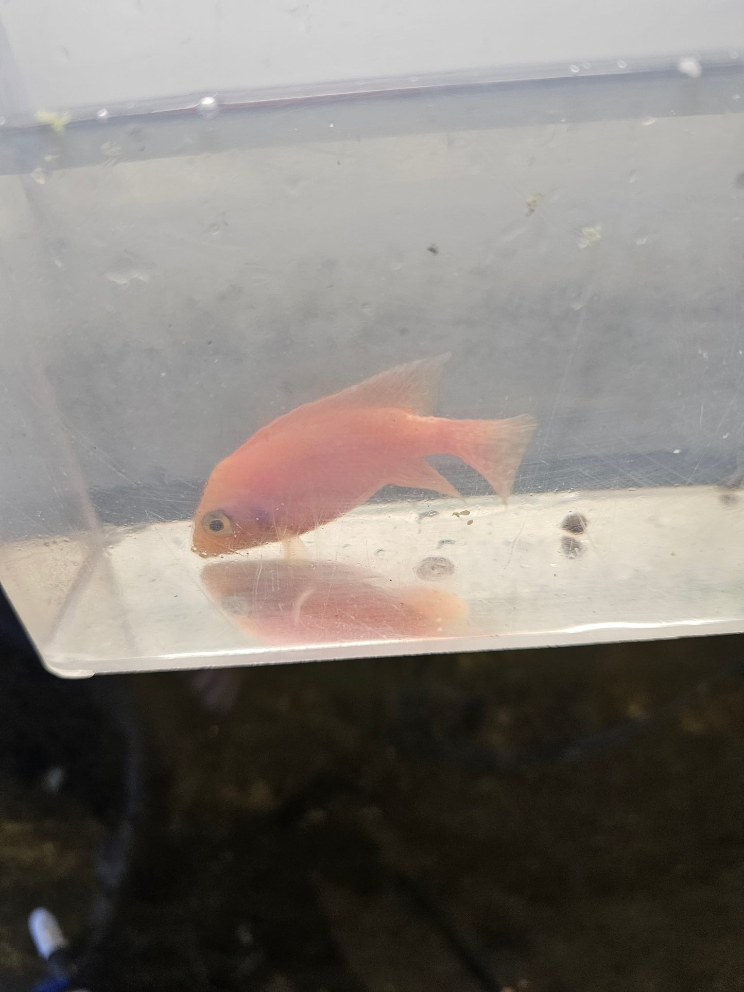 Assorted African Cichlids