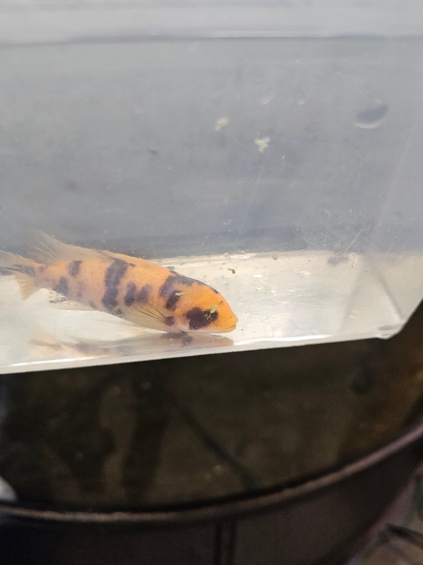 Assorted African Cichlids