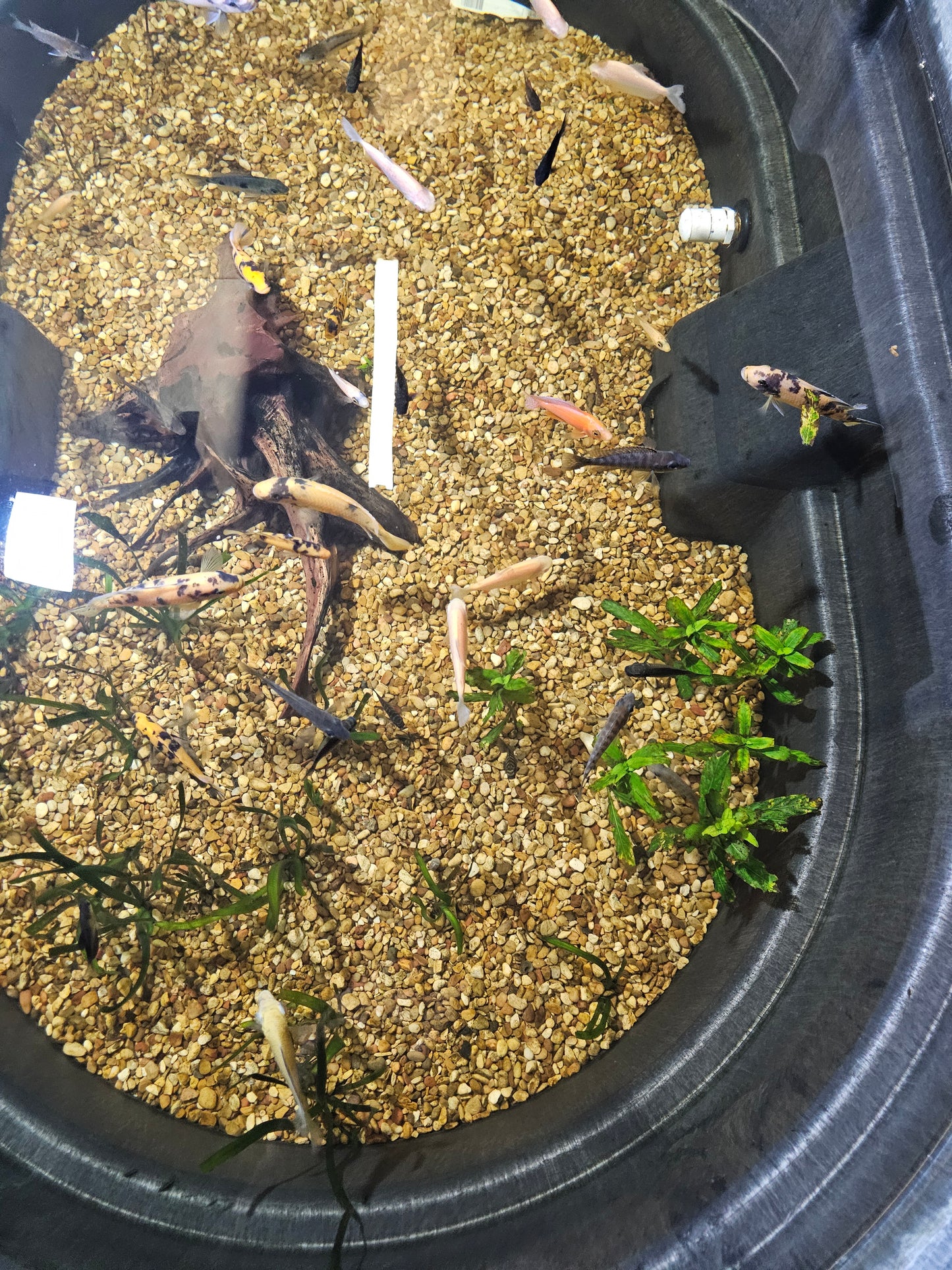 Assorted African Cichlids