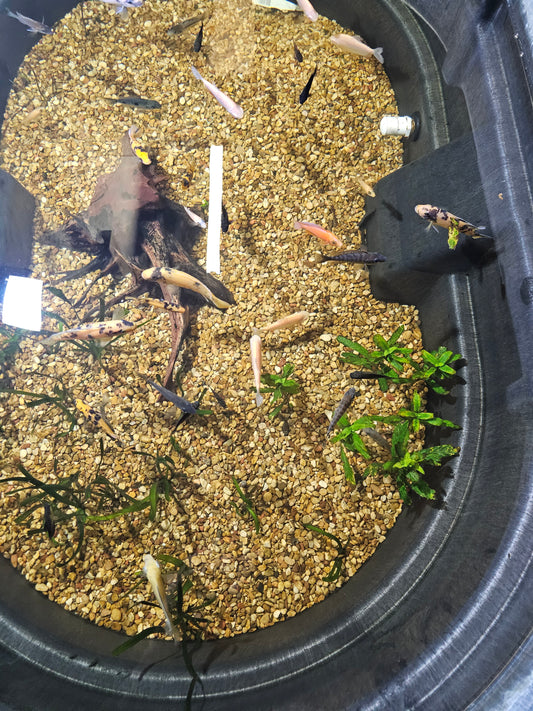 Assorted African Cichlids